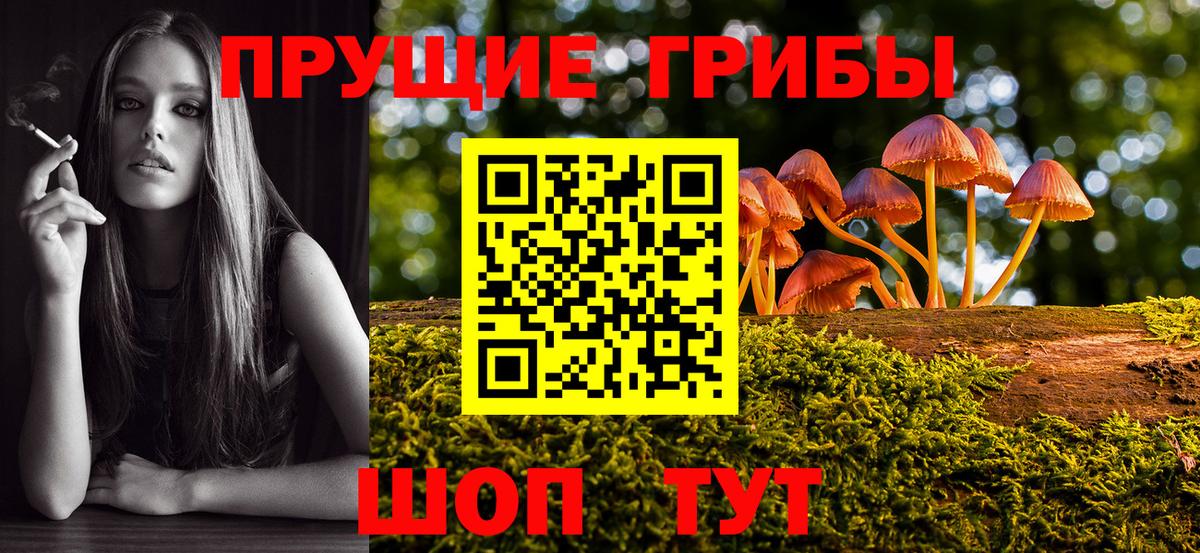 Псилоцибиновые грибы Psilocybe Тавда